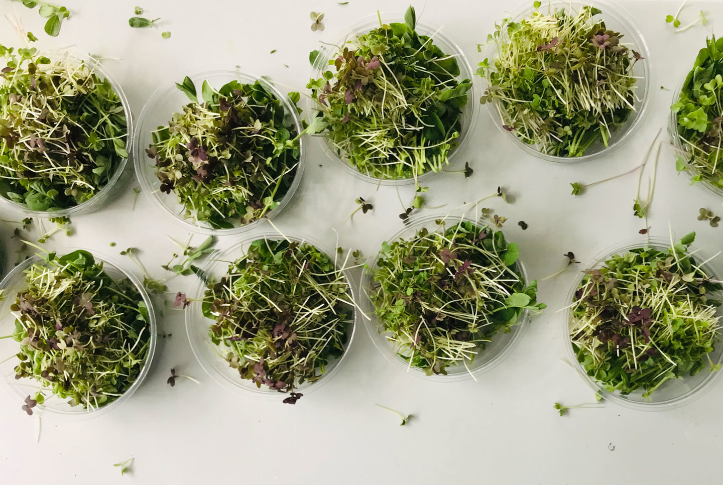 How Square Mile Farms is Bringing Vertical Farming to the Office ...