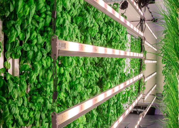 square mile farms vertical farming office